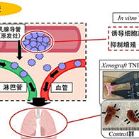近畿大学发现神经酸对难治性乳腺癌有效，可通过饮食亚麻籽油、鱼油等获得