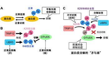 星药科大学等发现蛋白质分解的“矛与盾”：揭示疾病预防酶的博弈机制