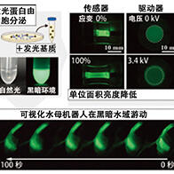 黑暗环境中自主发光游动的水母型机器人，利用生物来源材料实现高能效与低环境负荷