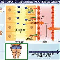 秋田大学明确“防己黄芪汤”改善水肿的机制，通过调节体内离子与水分实现平衡