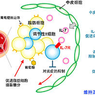 京大发现抑制2型糖尿病需要调节性T细胞的IL-7受体，为开发治疗药物开辟道路