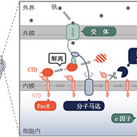 岐阜大学等阐明细菌“感知”环境中存在铁的机制