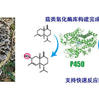 九州大学构建云芝P450功能库，活用菇类推进药品开发