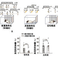 理研明确情绪相关大脑内部模型的部分计算机制