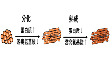 东京大学：蛋白质熟成增加游离氨基酸，调节肉的味道