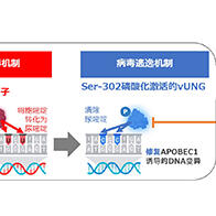 东京大学证实人体内具有抗病毒能力，明确病毒逃逸机制，提出新治疗方案