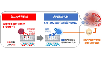 东京大学证实人体内具有抗病毒能力，明确病毒逃逸机制，提出新治疗方案