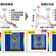 早稻田大学可视化小鼠体内金纳米粒子分布，利于长期追踪药物实现有效的癌症治疗
