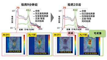 早稻田大学可视化小鼠体内金纳米粒子分布，利于长期追踪药物实现有效的癌症治疗