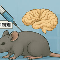 信州大学发现难治性脑神经发育障碍治疗候选药物，给药小鼠症状得到改善