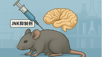 信州大学发现难治性脑神经发育障碍治疗候选药物，给药小鼠症状得到改善