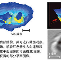 早稻田大学等无损3D成像内耳耳蜗的微结构，利用太赫兹波反射时间观察形状进行诊断
