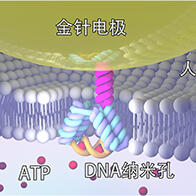 长冈技科大与日本东北大学开发出DNA纳米孔传感器，实现定制化分子检测，助力新药研发与疾病诊断