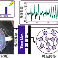 日本东北大学等开发出水母赛博格，利用AI模型预测其游动