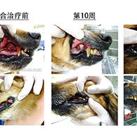 北海道大学证实抗CTLA-4抗体治疗对犬类癌症有效，期待免疫疗法的实用化