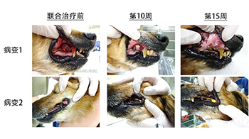 北海道大学证实抗CTLA-4抗体治疗对犬类癌症有效，期待免疫疗法的实用化