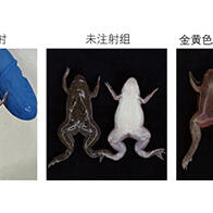 冈山大学制备出非洲爪蟾的细菌感染模型，证实投用抗菌药物可有效抑制感染死亡