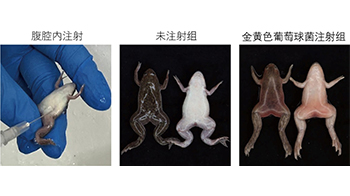 冈山大学制备出非洲爪蟾的细菌感染模型，证实投用抗菌药物可有效抑制感染死亡