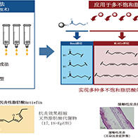 东京大学开发出Omega-3脂肪酸的快速精密合成法，发现新型抗炎性脂肪酸