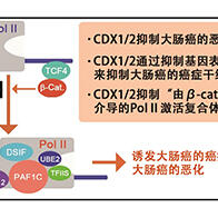 福井大学明确肠道上皮细胞转录因子是大肠癌恶化的抑制因子