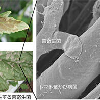 摄南大学等发现可吞噬番茄霉菌病原菌的真菌，有望作为生物农药实用化