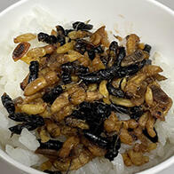 神户大学等通过DNA分析发现：食用胡蜂的食谱有324种，包含脊椎动物在内