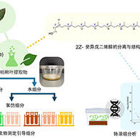 九州大学从核桃叶中发现抑制其他植物生长的新成分，有望开发出环保生物除草剂