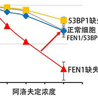 东京都立大学揭示细胞对核苷类似物“阿洛夫定”细胞毒性的抵御机制，有望开发新型抗癌药物