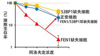 东京都立大学揭示细胞对核苷类似物“阿洛夫定”细胞毒性的抵御机制，有望开发新型抗癌药物