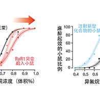 麻醉药吸入有效的细胞内靶点分子被锁定，有望推动开发更优质麻醉药及给药方法