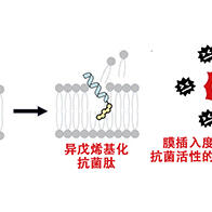 静冈县立大学等发现可增强抗生素活性的新型酶，运用AI实现结构优化强化酶功能