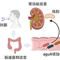 日本东北大学等全球首次通过临床试验证实，便秘治疗药可抑制慢性肾脏病的恶化