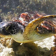 东京大学等发现：绿海龟食用的水母，营养价值出人意料