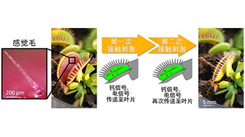 埼玉大学与基础生物学研究所证明：“植物也有感觉”