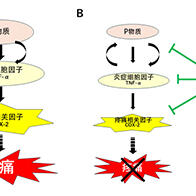 广岛大学发现问荆提取物的镇痛效果，有望推动新型口腔护理产品的开发