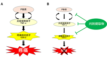 广岛大学发现问荆提取物的镇痛效果，有望推动新型口腔护理产品的开发