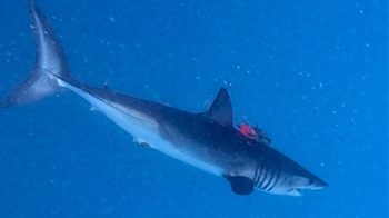 日本综合研究大学院大学等：台湾海域的尖吻鲭鲨拥有卓越的体温调节能力，体温上升速度比下降快10倍以上