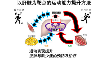 日本东北大学发现肝脏糖异生决定运动能力，提出提高运动耐力的新方法，有望助力防治肥胖与肌少症