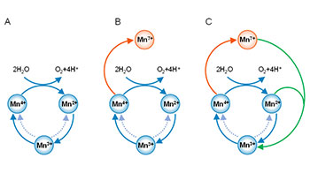 理研：成功研制出耐电压波动的氧化锰水电解催化剂，有望助力变动较大的自然能源制氢