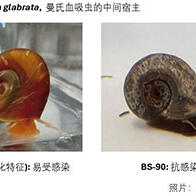 日本中部大学成功实现血吸虫媒介螺的基因编辑，有望为每年导致20万人死亡的血吸虫病开发新疗法