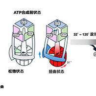 京都产业大学通过冷冻电镜解析“生命能量之源”ATP合成机制，有望推动膜蛋白研究与新药研发