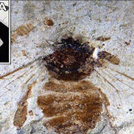 庆应义塾幼稚舍与京都产业大学在250万年前地层中发现新种蜜蜂化石，填补进化史空白