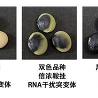 东京农工大明确鞍挂大豆双色花纹的形成机制，发现槲皮素介导的基因表达调控