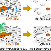 冈山大学通过光照使细胞内碱化成功消除癌肿瘤，有望实现副作用更小的癌症新疗法