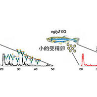 理研发现鱼类特有的卵巢特异性糖链代谢机制，助力理解鱼类生理学与发育原理