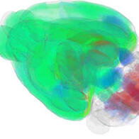 东京大学发现小鼠大脑80%区域存在“昼夜节律”，为睡眠研究开辟新路径