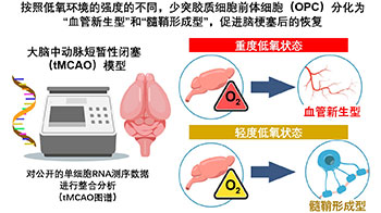 京都大学等阐明脑卒中后的恢复机制，脑前体细胞在低氧环境下有血管新生机能
