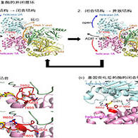东京大学与顺天堂大学：利用全基因组分析与AI，查明疑难疾病病因