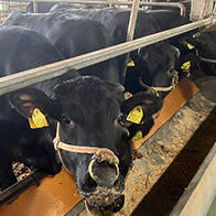 三重大学开发出支持黑毛和牛育肥的新技术，利用“科学×AI”从粪便预测消化效率