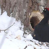 东海大学与北海道综研发现：札幌的黑啄木鸟将市郊落叶松人工林作为采食场，在树干上挖洞改变环境